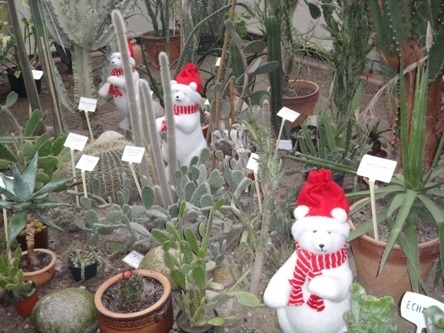 palmiarnia w świątecznej szacie